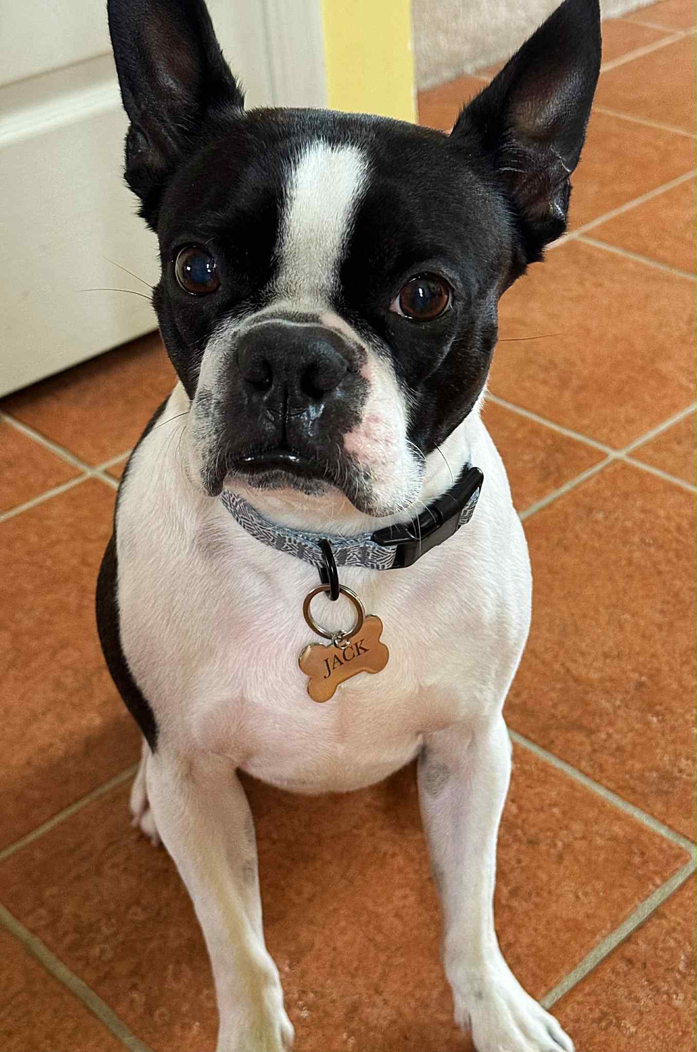 Custom Bone Dog Tag-Pet